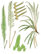 Blechnum spicant, Deer Fern